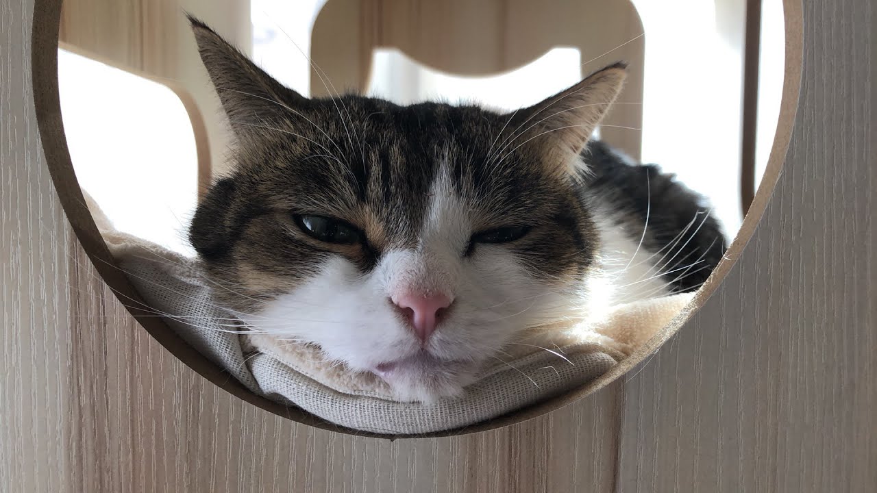 マンチカンのこたろう先生ライブ⚡️WAWACAT LIVE