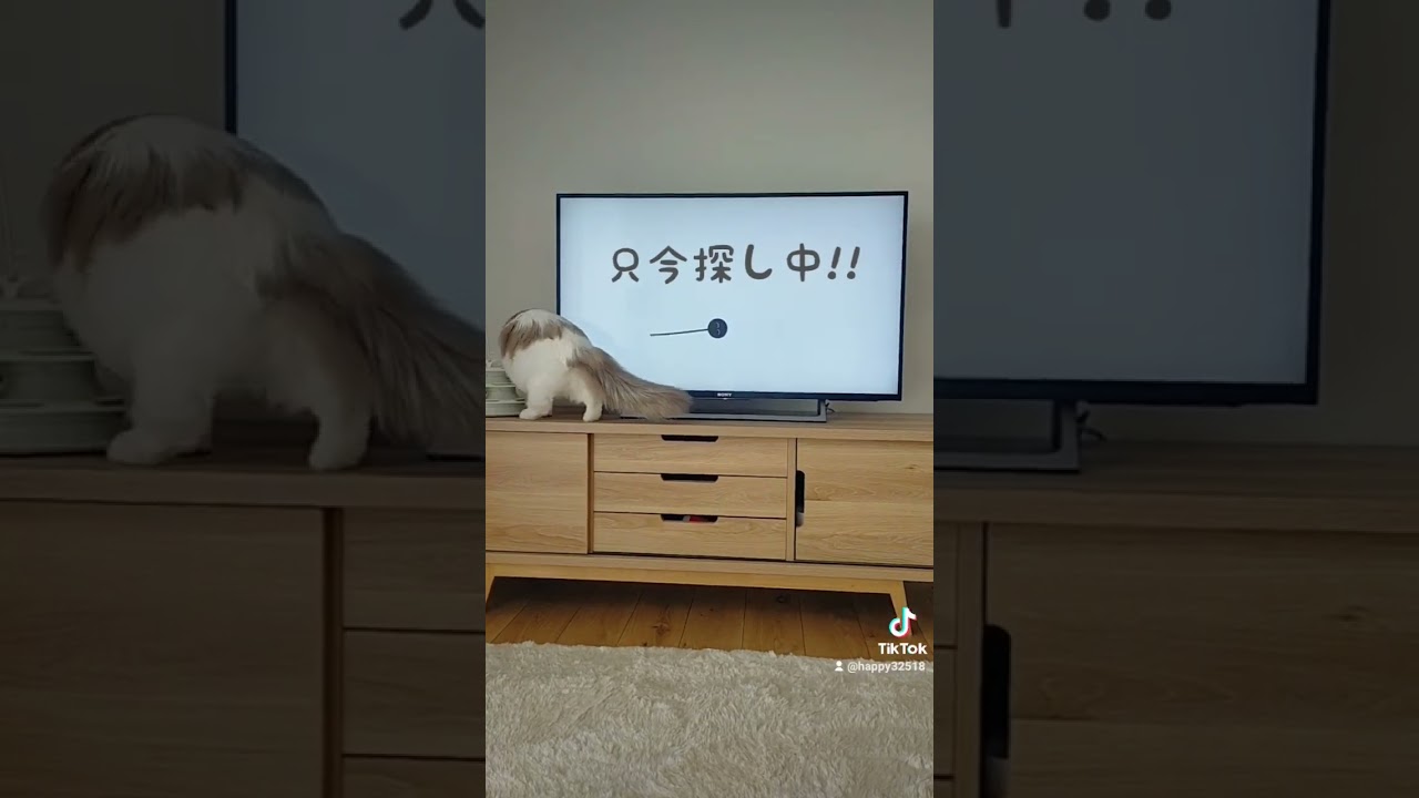 猫用動画に夢中な猫♡〜Mission  Impossibleバージョン〜 #ragdoll #cat #ねこ #ラグドール #shorts #cute #missionimpossible