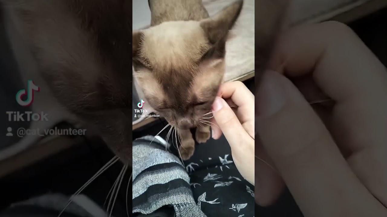 Caramel Point Burmese Cat Hissing