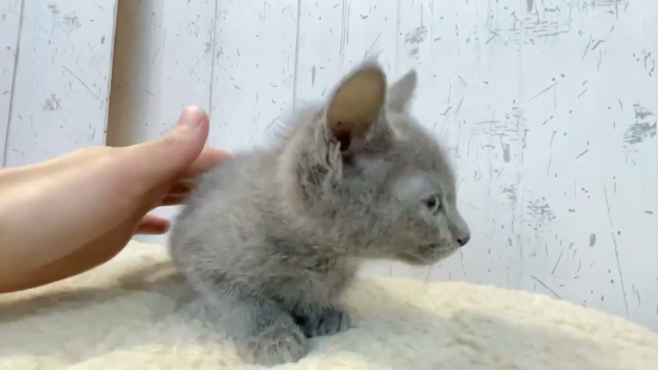 ロシアンブルー 穏やかなお顔のロシアンくん☆