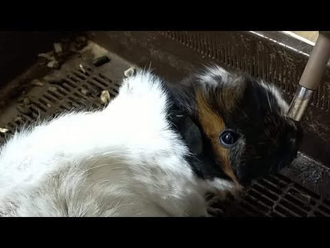 ㊗アビシニアンモルモットのナナちゃん３歳おめでとうと雑談ライブ配信