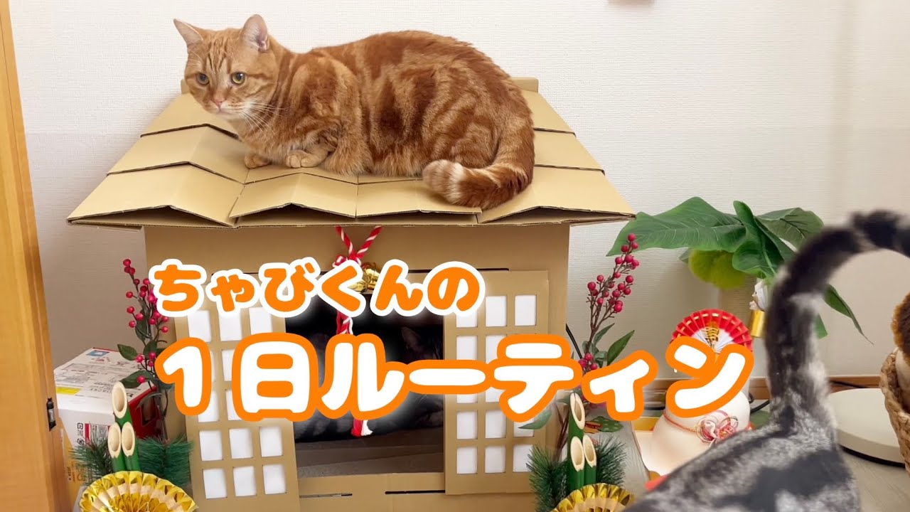 マンチカンのちゃびくんの１日ルーティン #猫 #マンチカン