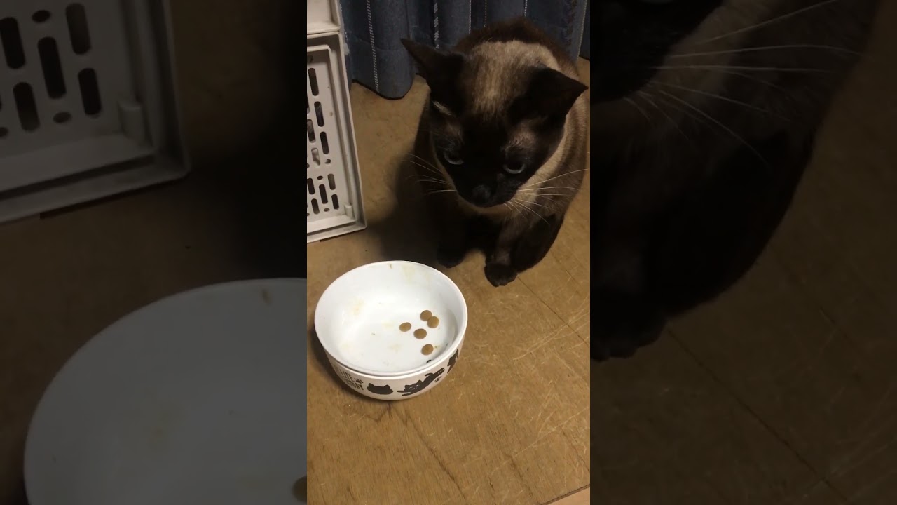 もうカリカリじゃ満足できないシャム猫ミンミちゃん