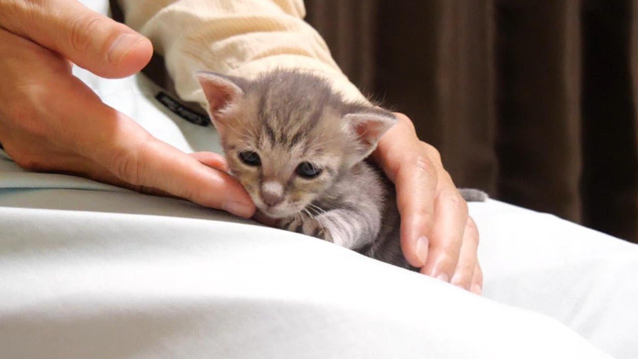 お腹が空いて力が出ないよと子猫が可愛い鳴き声でミルクをおねだりする【赤ちゃん猫　保護猫】
