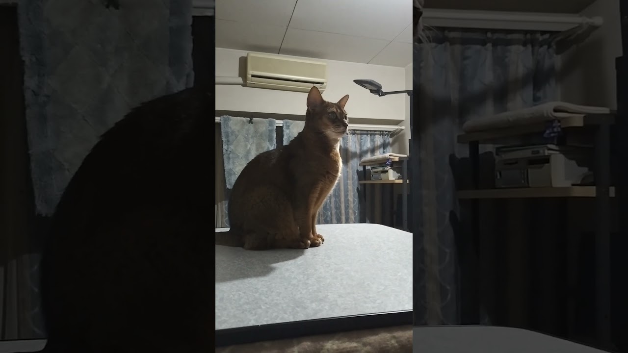 ネコ動画あび#2741　#shorts　#あび #ねこ #ネコのあび #猫動画