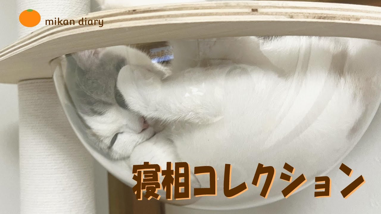 【スコティッシュフォールド】６ヵ月子猫の寝相コレクション