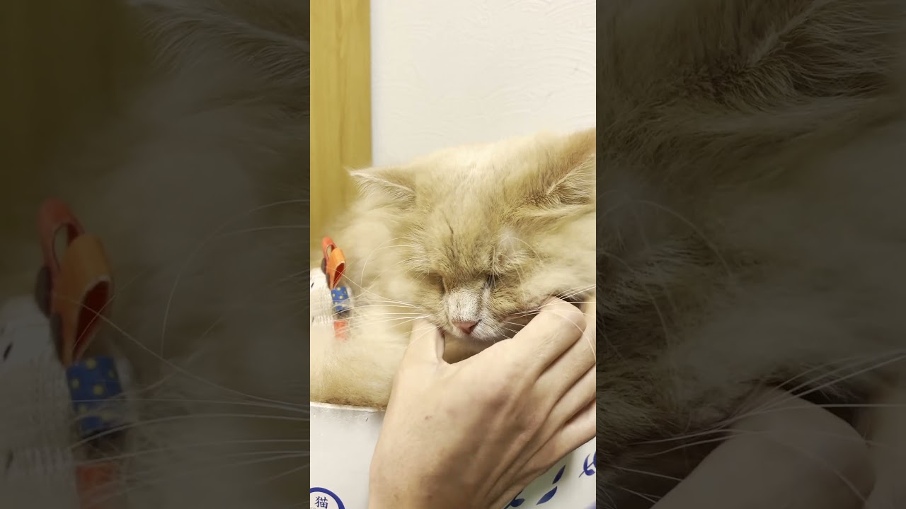猫のほっぺってこんなにプニプニなの？【サイベリアン】 #shorts