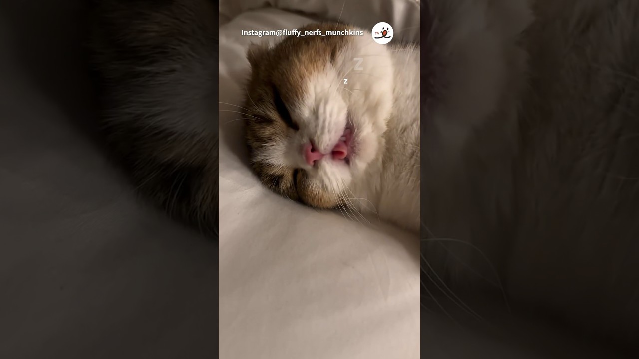 可愛すぎる寝顔｜PECO #マンチカン #猫 #子猫 #愛猫家 #猫動画 #猫のいる暮らし #munchkin #cat #kitten #catlover #catvideos #catlife