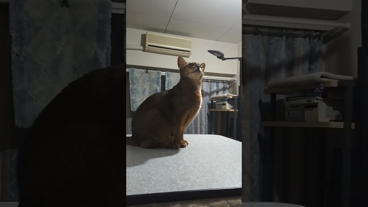 ネコ動画あび#2742　#shorts　#あび #ねこ #ネコのあび #猫動画