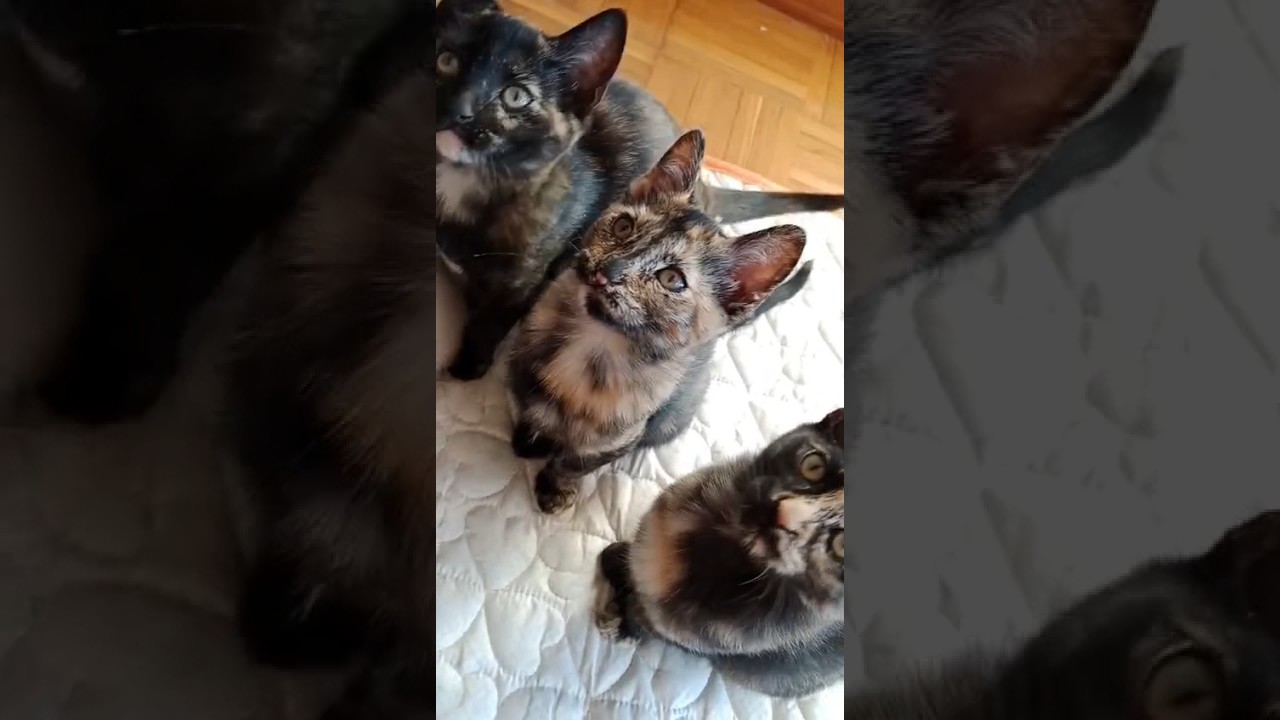 el patrón Segangan)bellas#cat #mexico #españa #reels #gatos#tiktok #brazil ♥️♥️