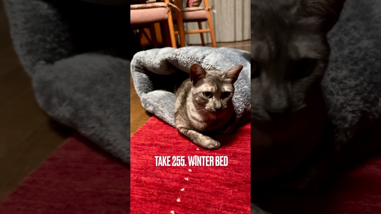 #冬布団 で#ぬくぬく にゃ❗️#暑い と#出たり入ったり😽#猫あるある #猫ベッド #catbed #エジプシャンマウ# #cat #やっぱり猫が好き #shorts