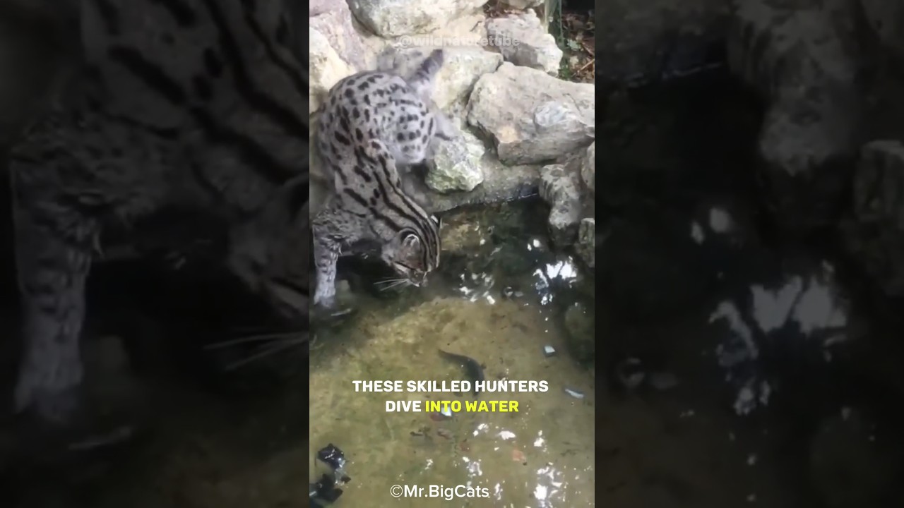 Fishing Cat | The Cat That Loves Water #shorts