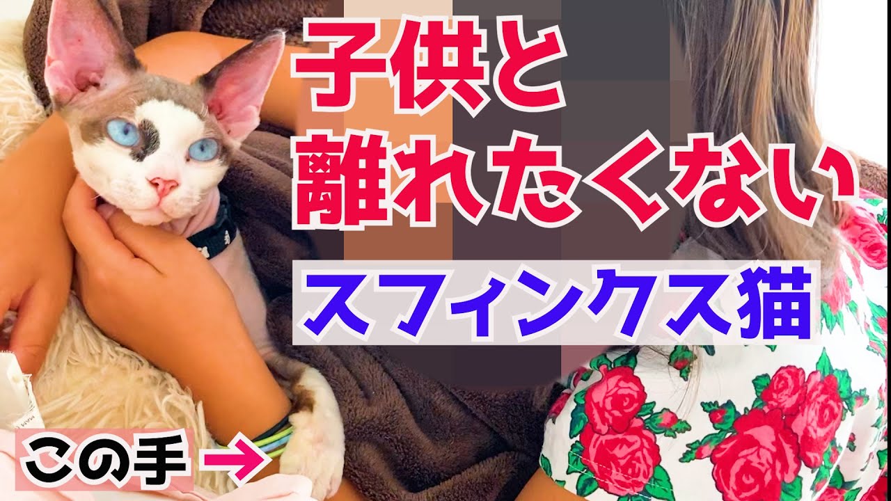 122:子供と離れたくないスフィンクス猫