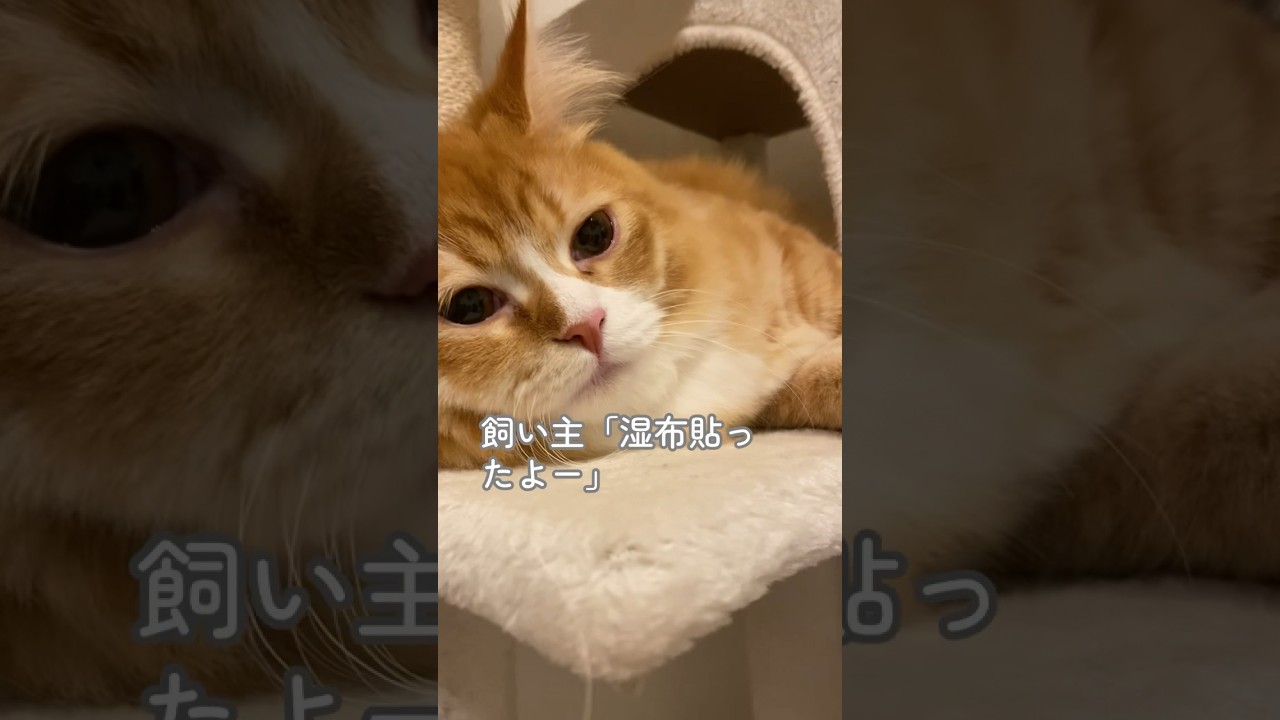 【サイベリアンの子猫】飼い主が湿布を貼った時のシシの反応 #cat #siberian #ねこ #siberiancat #子猫 #サイベリアン #short #shorts