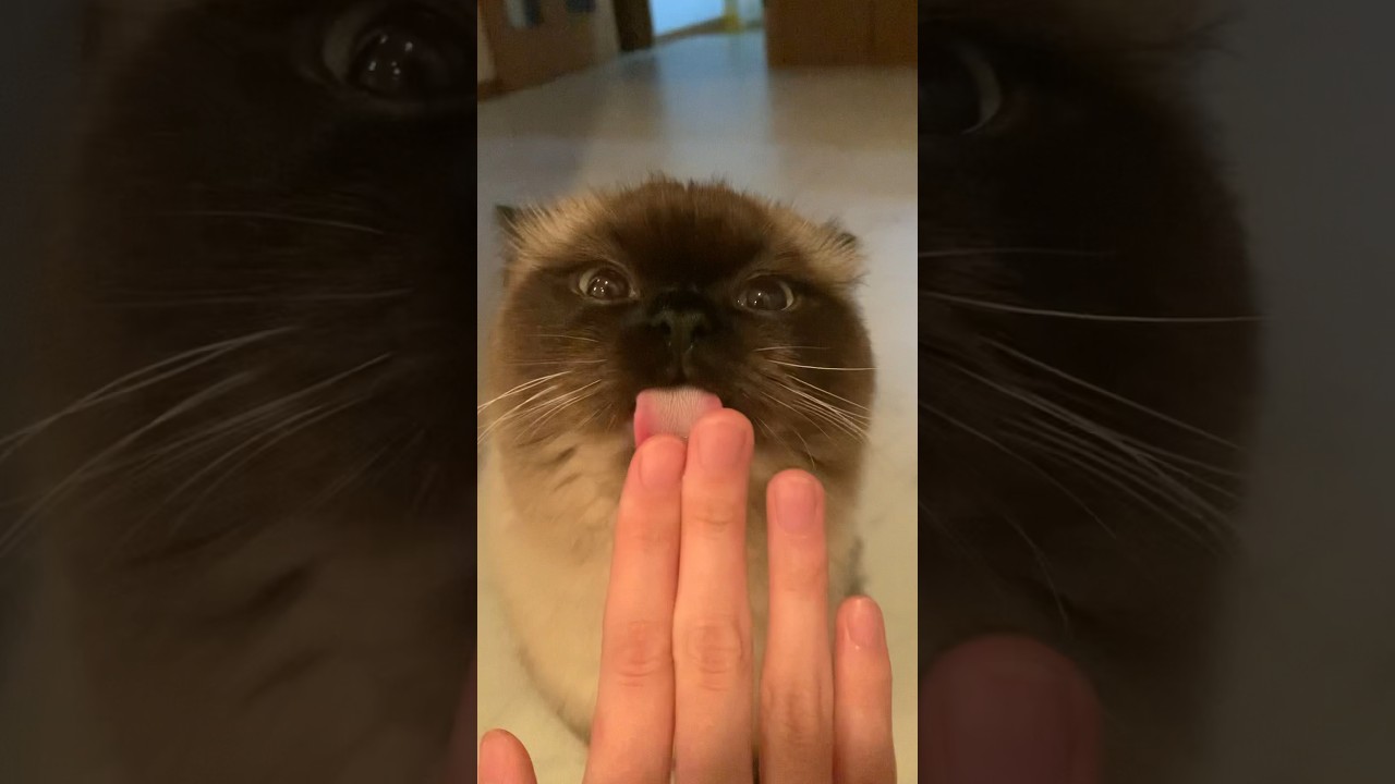 ちゅーるうまい〜！#猫 #ヒマラヤン #猫のいる生活 #猫のいる暮らし #shorts