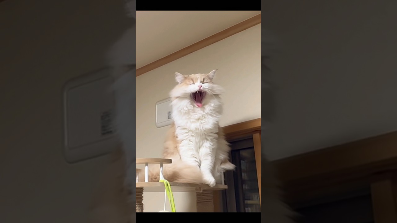 可愛すぎるあくびをする子猫　もふもふのサイベリアン　三つ子 #shorts