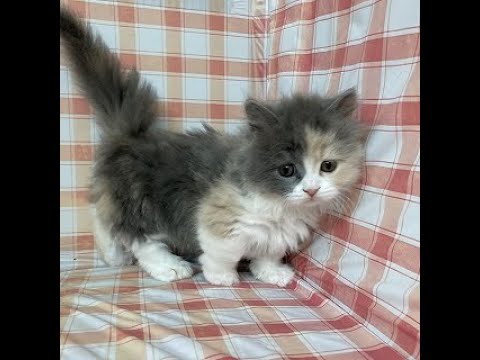 NA231204　マンチカン（短足）