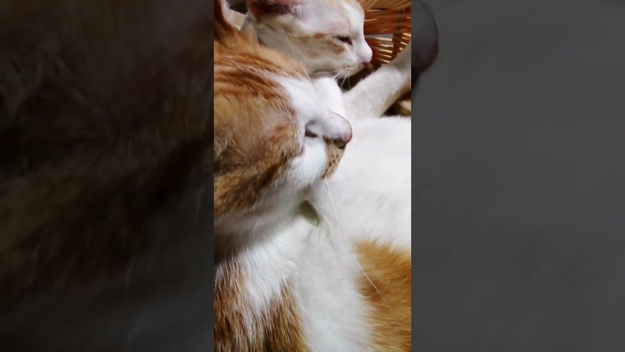 【ねこ動画】グルーミング中のねこ親子に突撃☆ #shorts #猫 #ねこ親子