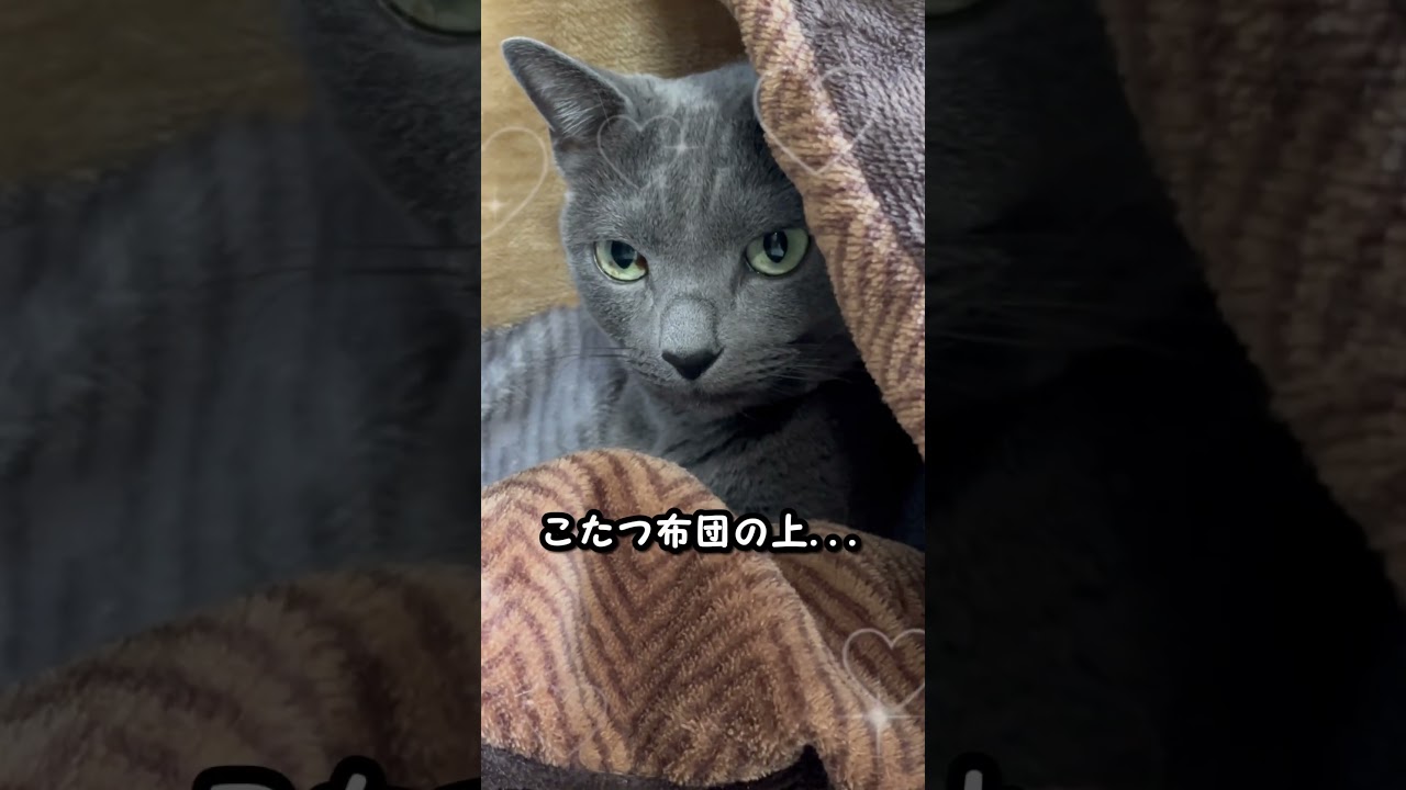 【ロシアンブルー】めろん、近頃のお気に入り場所でまったり🥰【猫】#shorts