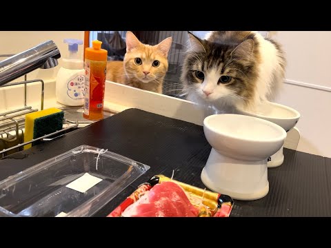 初めてマグロを見た猫の反応がかわいすぎた