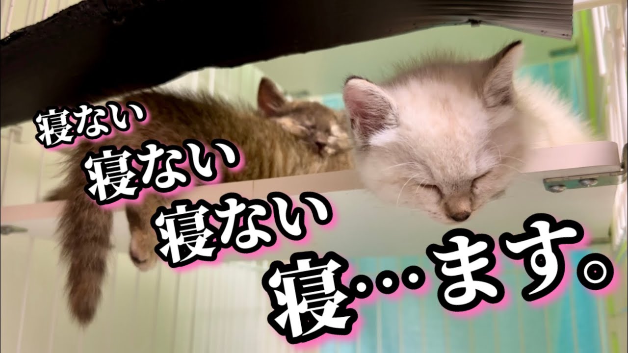 目の前で次々と電池が切れていく子猫達【保護猫】