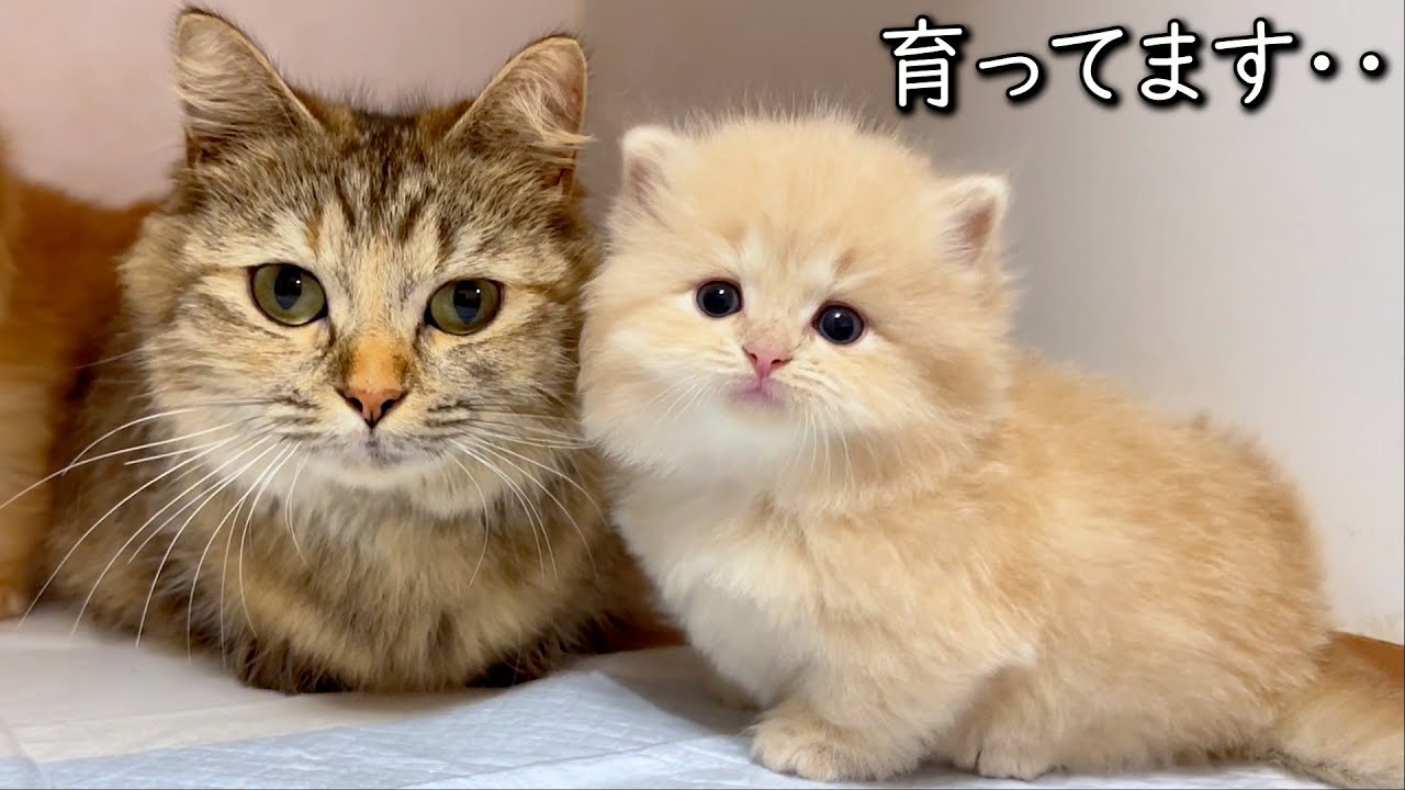 【マンチカンの子猫】子猫はちょっと空いたらメチャメチャ育つ件 ∼猫のいる生活Vol.861~ 出産動画 マンチカン短足・ミヌエット・ペルシャ猫専門ブリーダー『ペット蔵人』【子猫の成長記録】