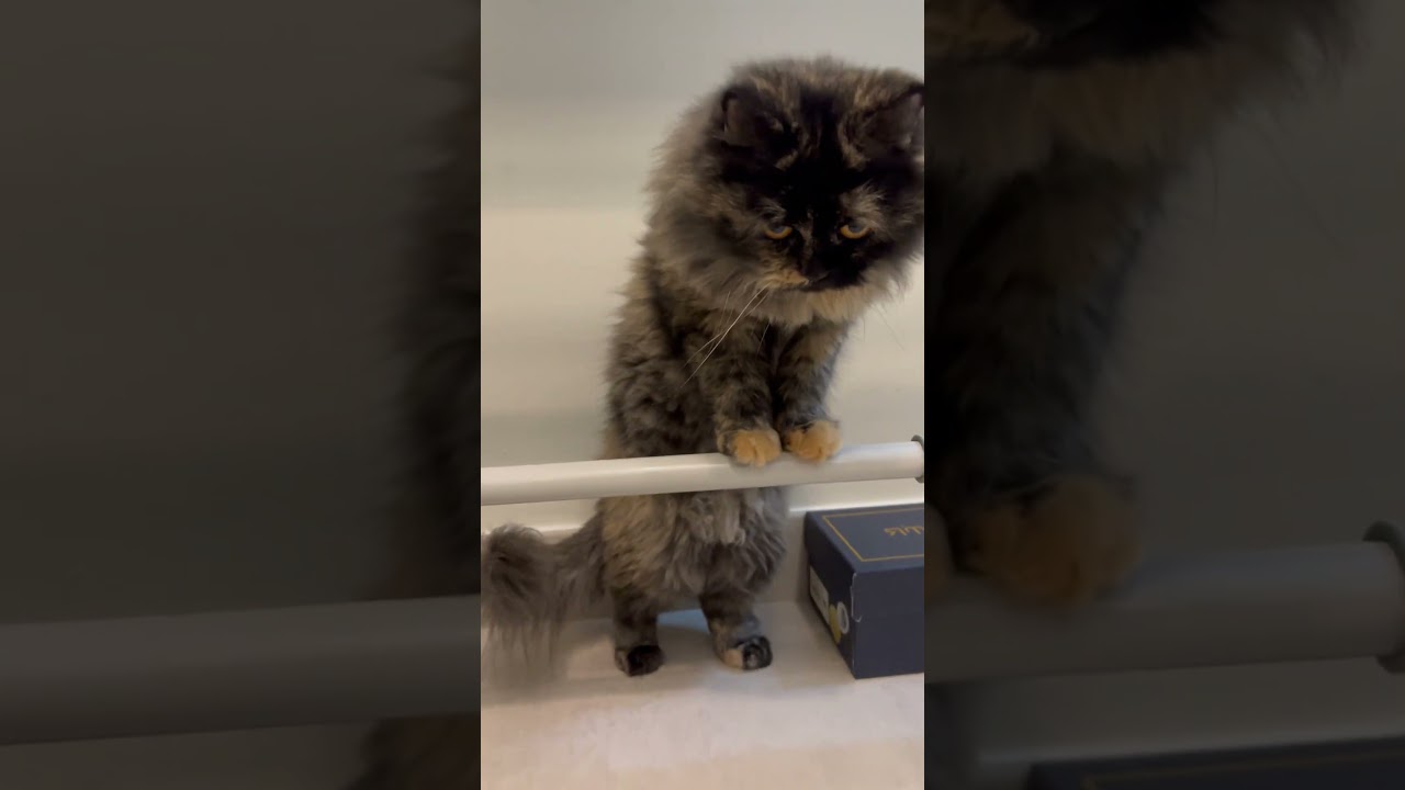 Gahwa’s cute personality #catlover