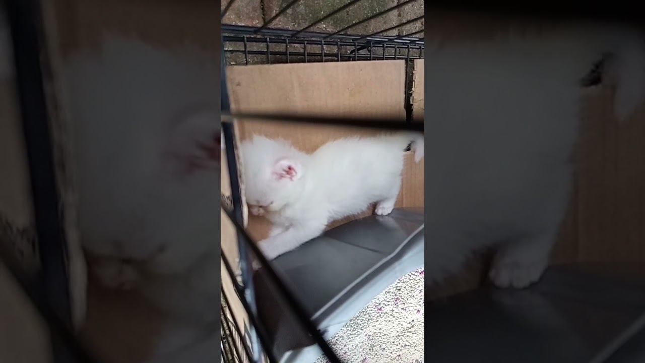 Kucing imut bobo siang