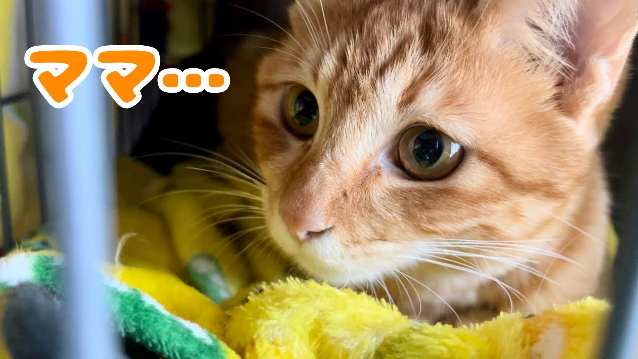 【保護猫】子猫が母猫を思い出してふみふみする姿がこちらです
