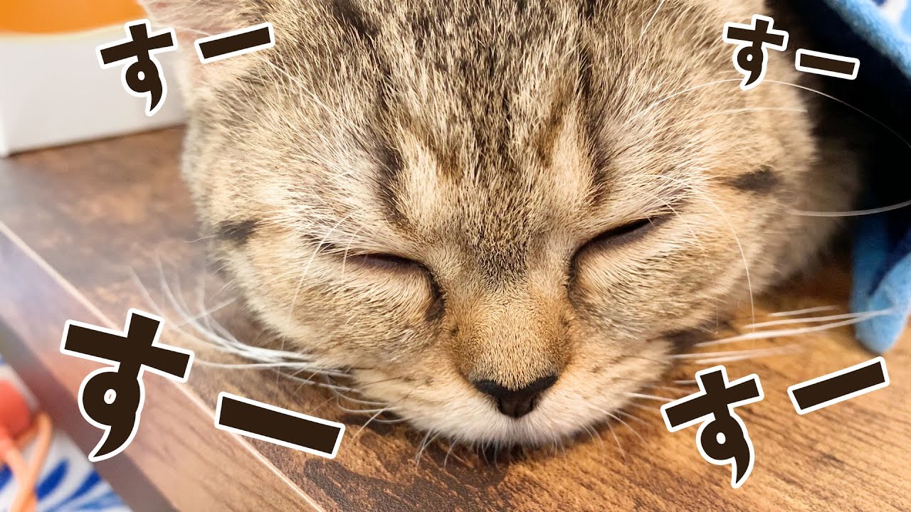 すーすー寝息をたてて眠る子猫！後半に鳴き声も！ #99【生後140日目 スコティッシュフォールド】