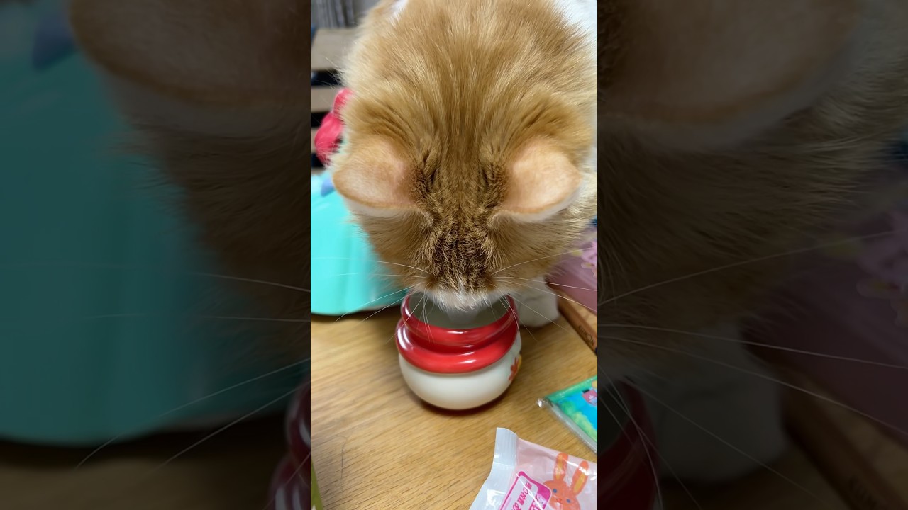 牛乳が気になる猫#shorts 【マリー（メインクーン）】