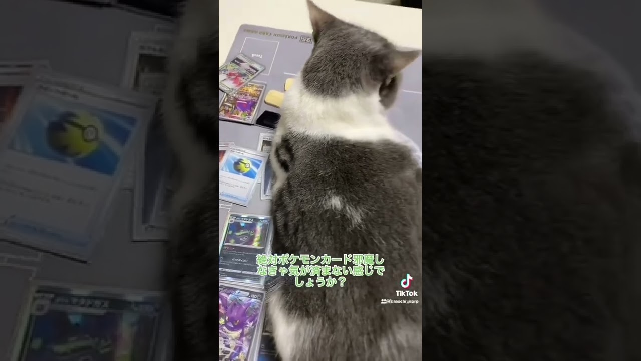 ポケカを邪魔するブリティッシュショートヘアw #ねこ #猫 #猫のいる生活 #猫好きさんと繋がりたい #猫のいる暮らし #猫動画 #TikTok #ねこのいる生活 #cat #ポケカ #ポケモン