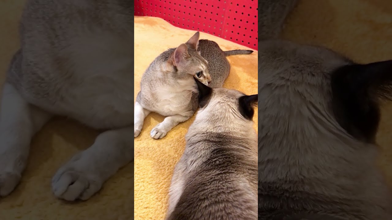 たぬき猫をたくさんペロペロできてご満悦のシンガプーラなのにゃ♪#cat #シンガプーラ #トンキニーズ#たぬき猫