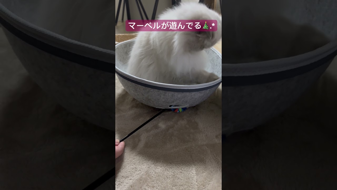 穴から手のマーベル🐈 #shorts  #うちのにゃんこ #ヒマラヤン #cat #マーベル #かわいい