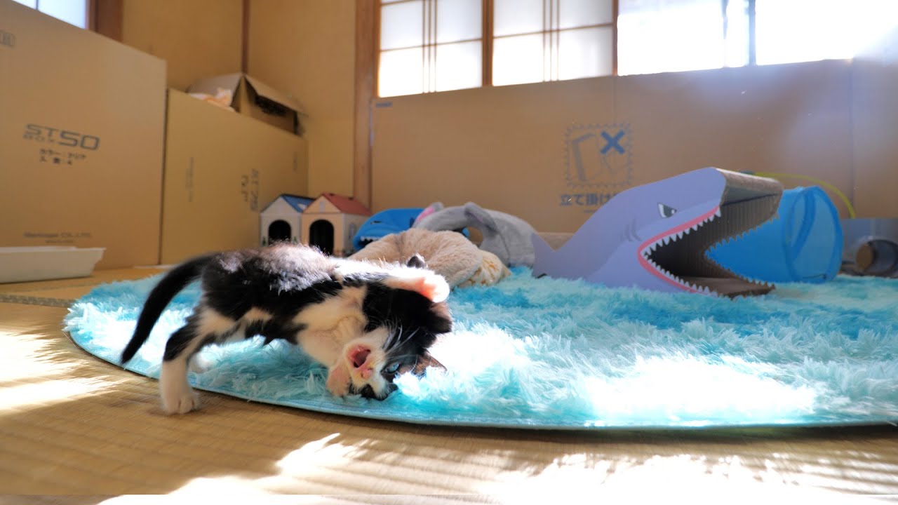朝から可愛いバトルを繰り広げる子猫姉妹🐈🐈【道路のずぶ濡れ子猫保護9日目】