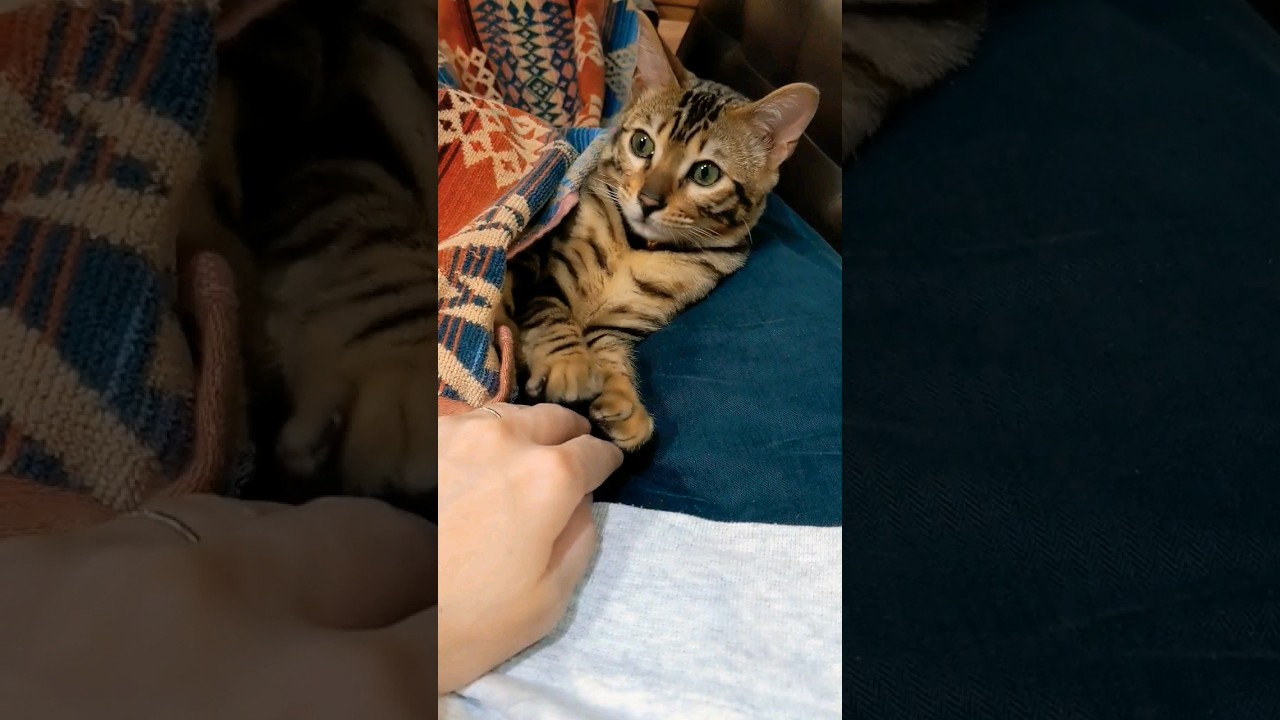 ワシントンが上🐾 #bengal #cat #ベンガル #ベンガル子猫 #kitten #子猫