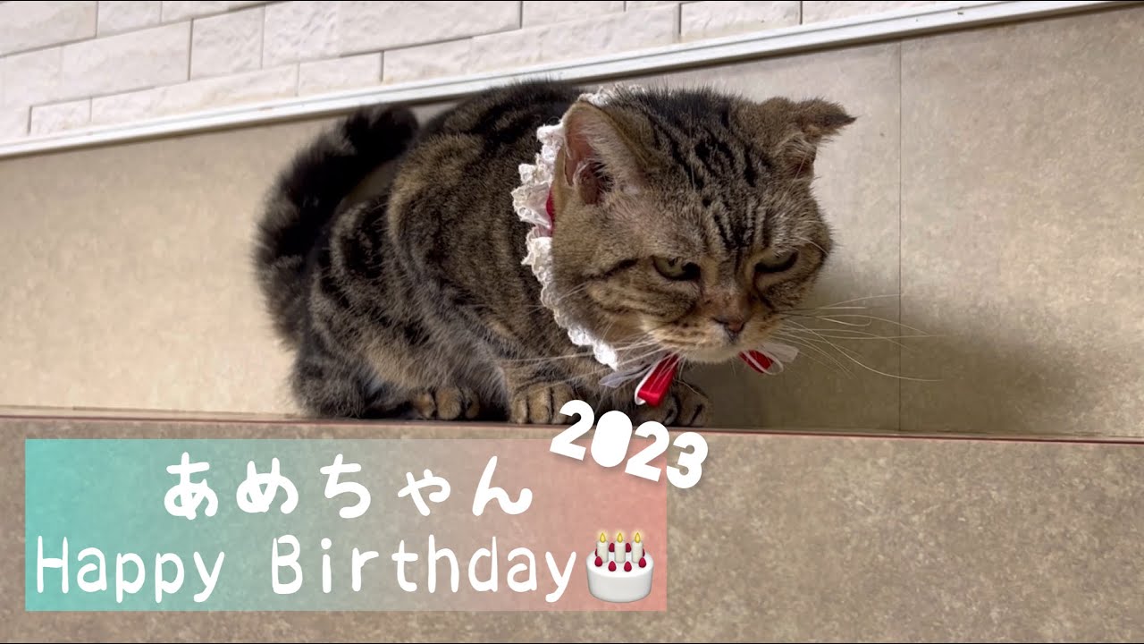 あめちゃん、13歳のお誕生日おめでとう！！！