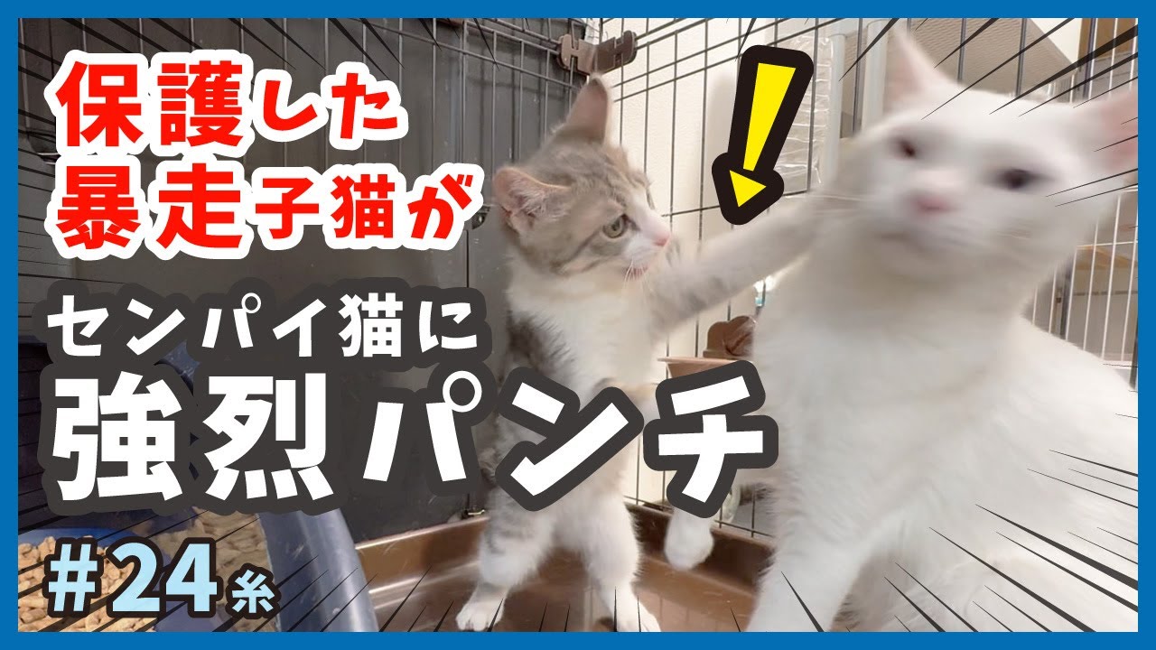 【子猫 暴走 撃沈】保護した子猫が、センパイ猫に猫社会の厳しさを学びます。【もふもふ兄弟・糸24】/cat and police