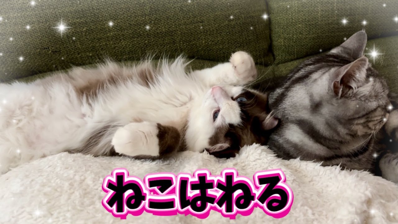 【神技】愛猫のゲロを受け止めた嫁の華麗なる動きから始まる師走の1日😈⚡️