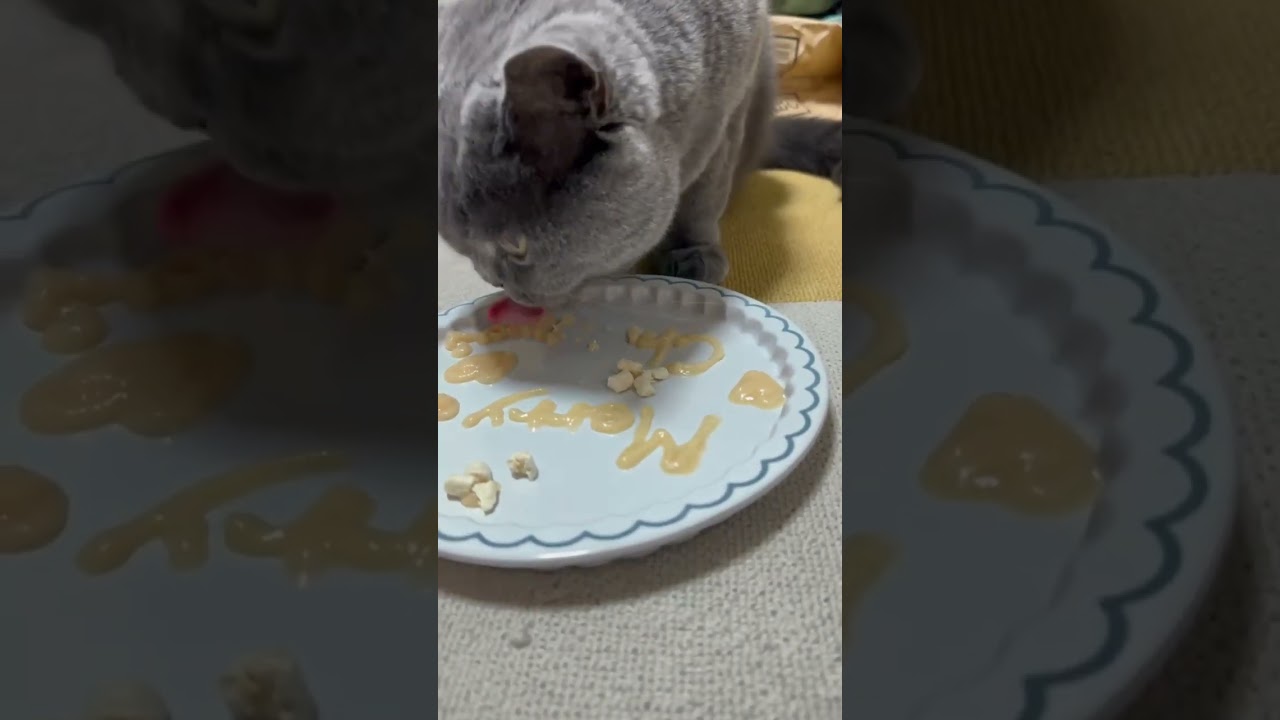 【猫】クリスマスに美味しいちゅーるを食べました！ #猫 #cat #ブリティッシュショートヘア