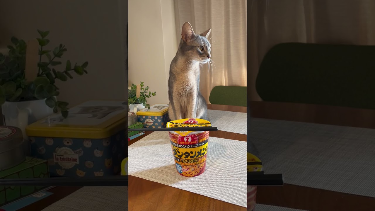 カップ麺を待つうちの猫さん #shorts #猫 #アビシニアン