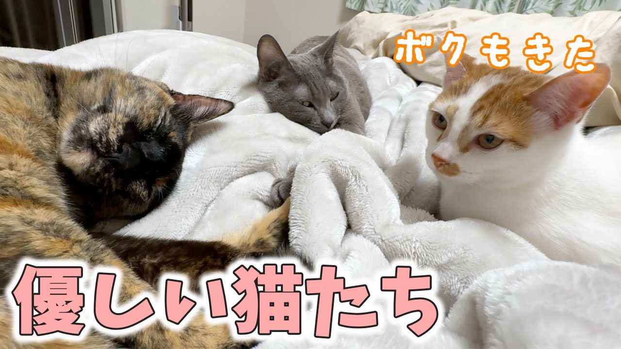 体調不良で横になってたら猫たちが横に来てくれました…！