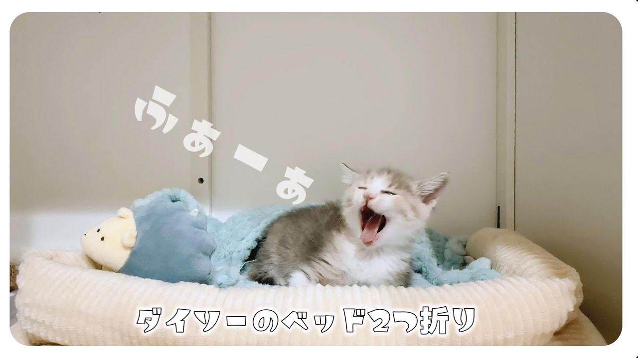 【子猫】ダイソーの薄っすいベッドを2つ折りにしたら快適だったっぽい★離乳食をモリモリ食べてできることもいっぱい増えた【保護猫生活48日目】