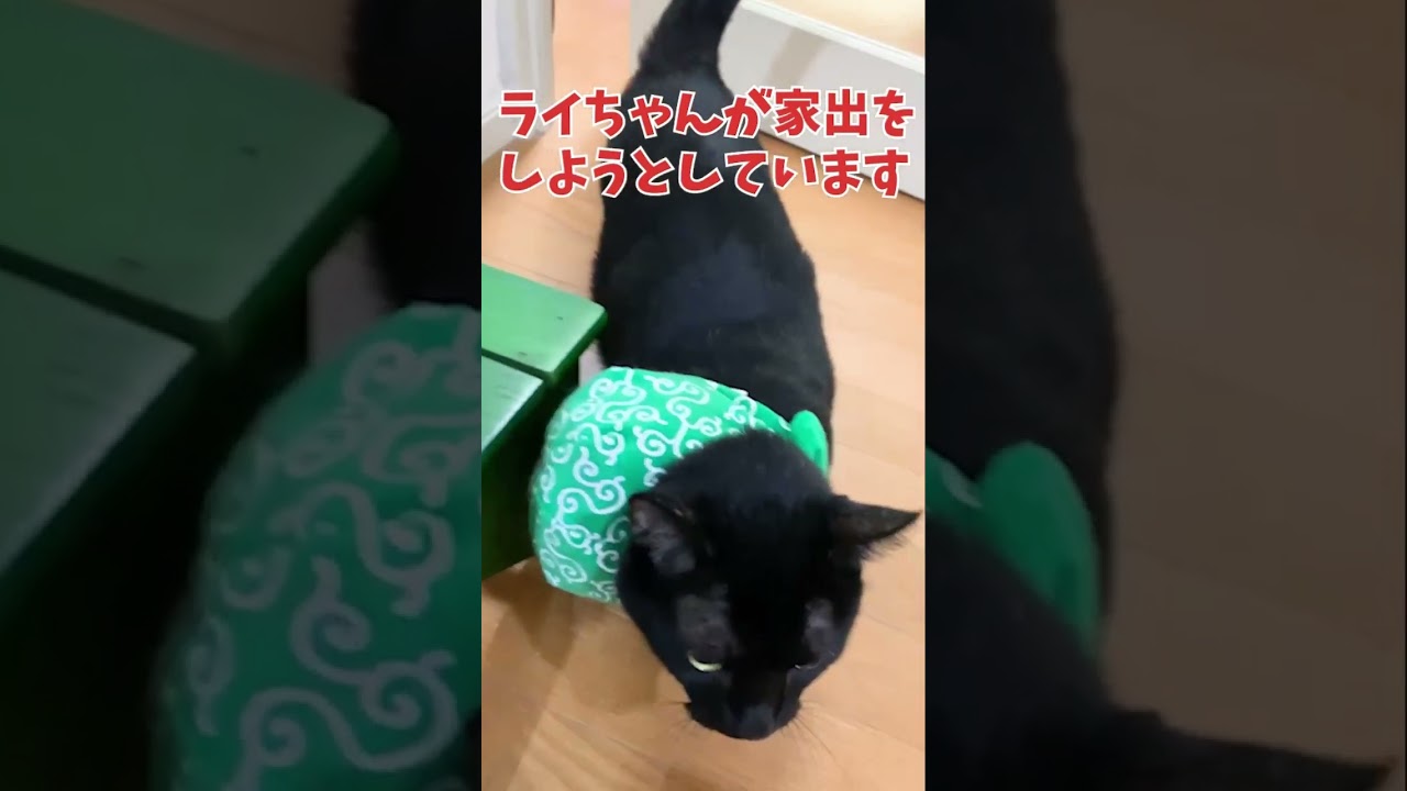 LⅢ【緊急命令ライチの家出を阻止せよ！】ライちゃん #shorts #太陽にほえろ #かわいい猫 #黒猫 #マンチカン #短足猫 #ハチワレ猫 #ミックス猫 #cutecat #VOICEVOX