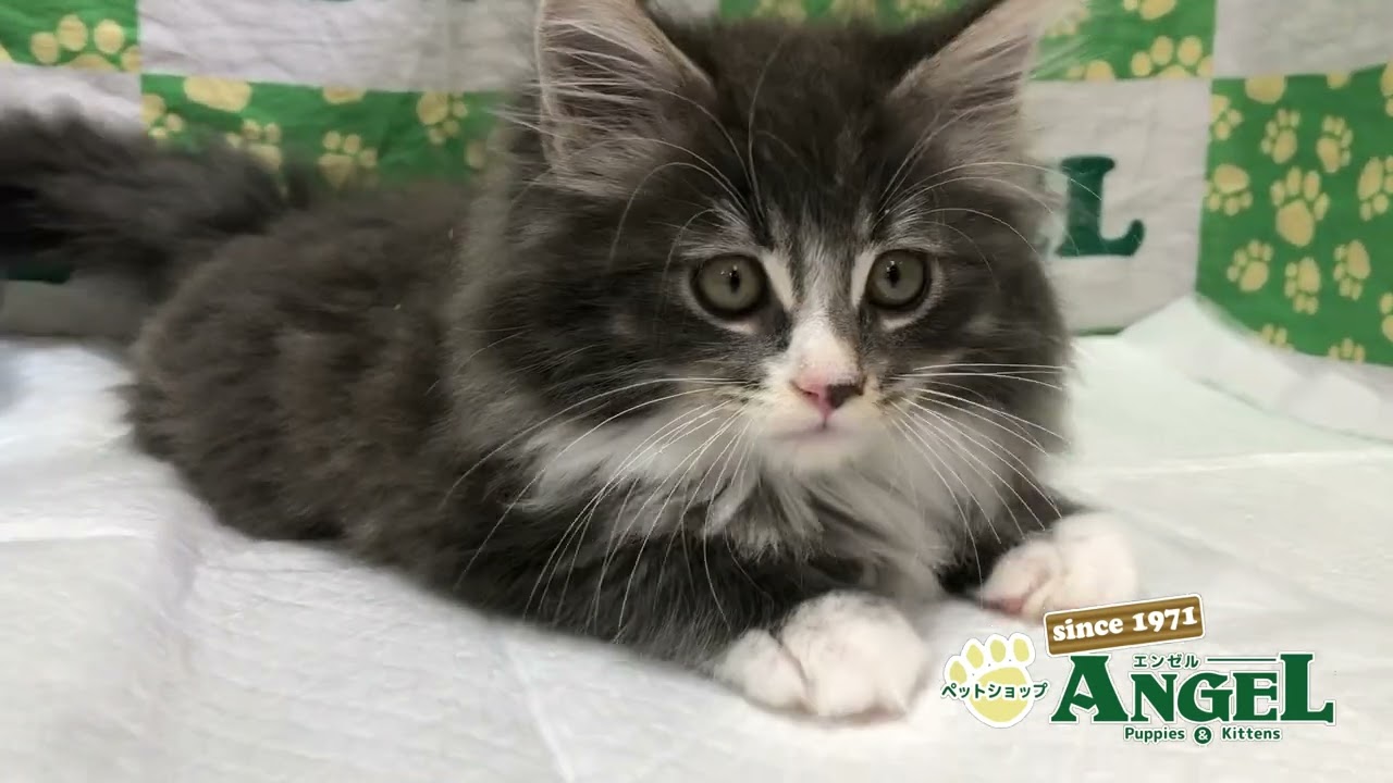サイベリアン 2311029 【ペットショップエンゼル　子犬・子猫販売】