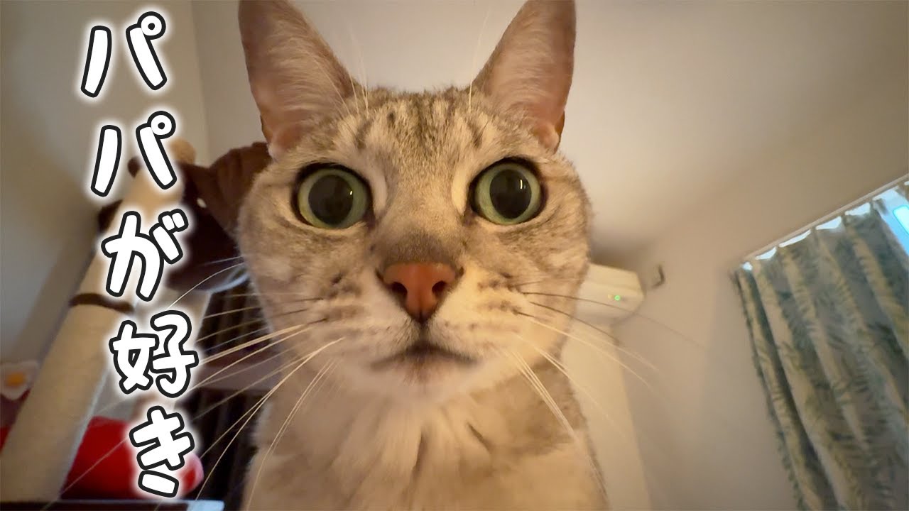 パパが好きすぎる猫が朝も夜も上に乗ってますｗ