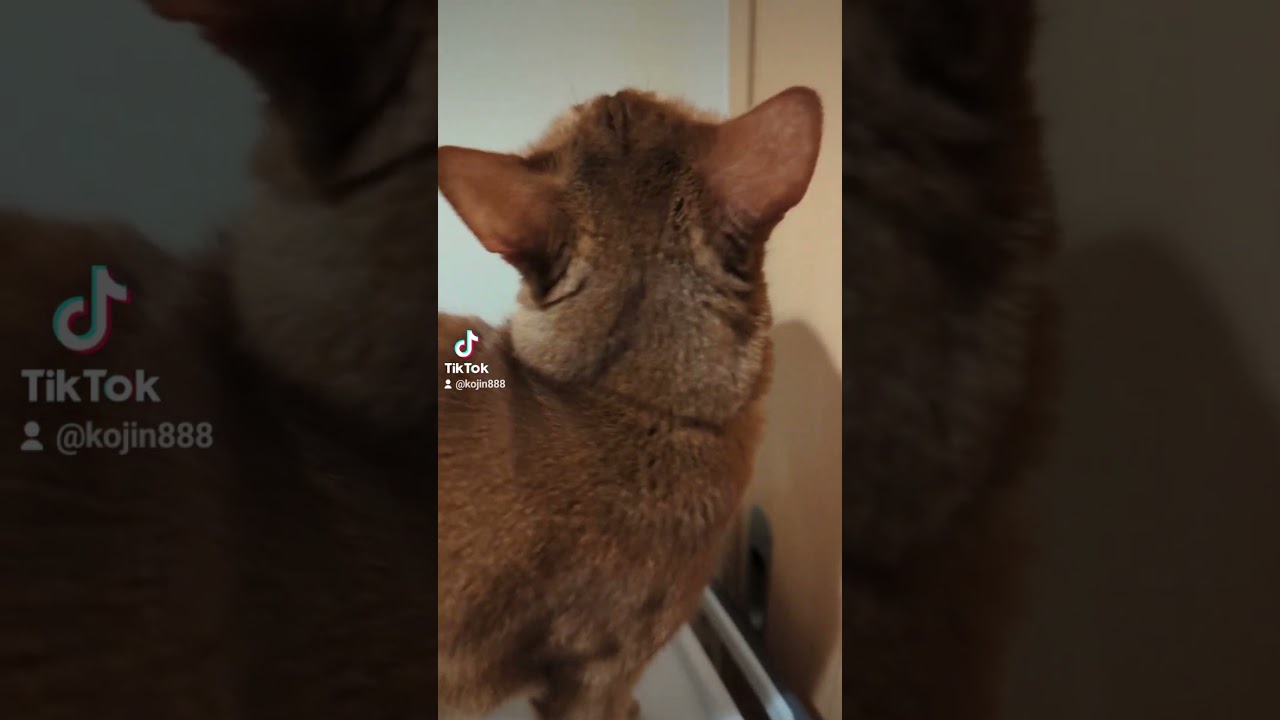 おはよう、あびにゃん、脱衣所にて（´・ω・`） #cat #猫 #ねこ #アビシニアン  #abyssinian  #cute