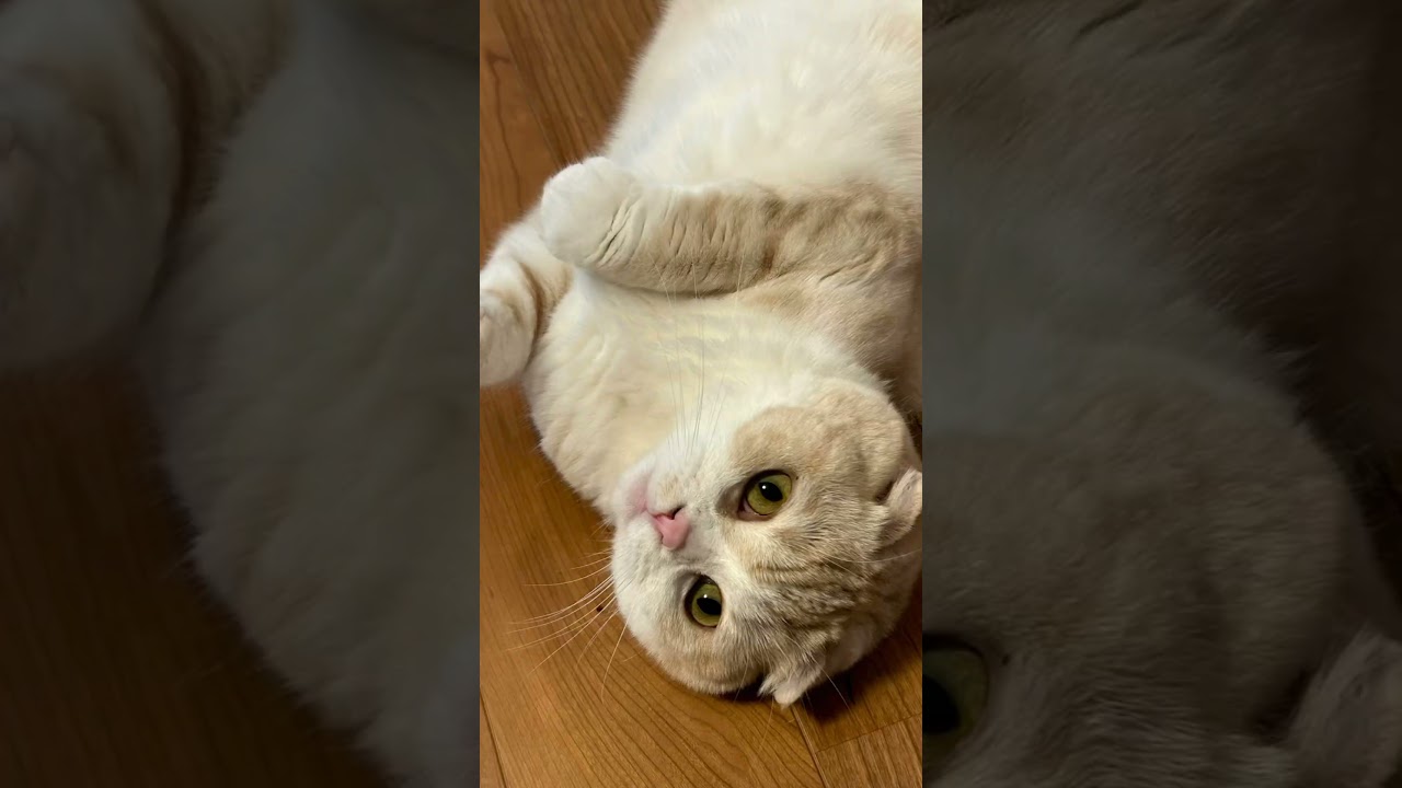 タップして止まった画像を待ち受けにすると来年良いことあるかもよ！？ #スコティッシュフォールド #猫