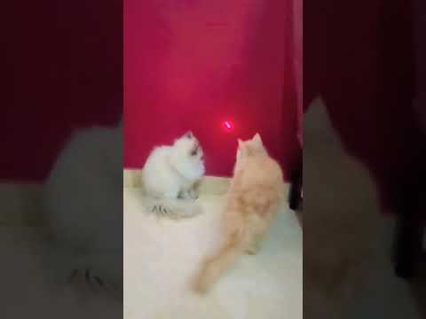 Cat Funny Videos 2023 | Funny 🐱 #cute #cat #shorts #funny
