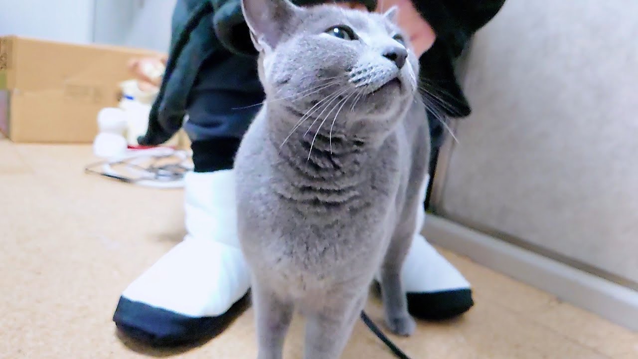 【猫動画】旦那に沢山撫でてもらいたいロシアンブルー【russianbule】Russian Blue who wants to be petted a lot by her owner